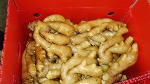 優(yōu)質(zhì)大姜生姜